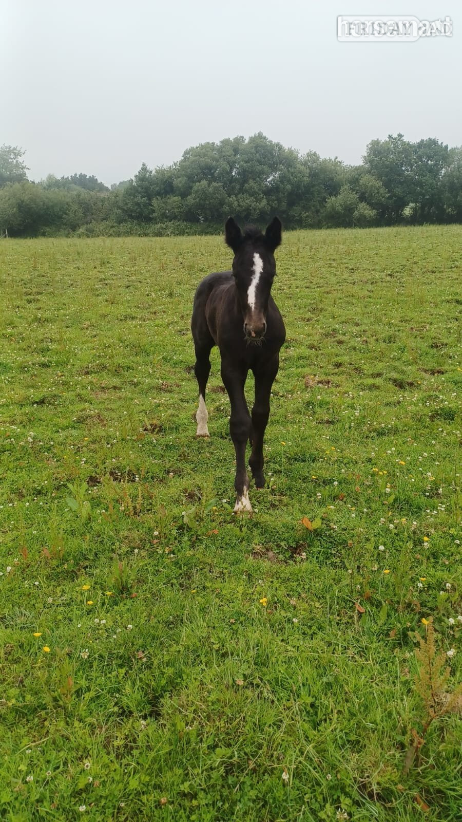 "Rossi" Grey Colt Youngstock / Foal - Horses