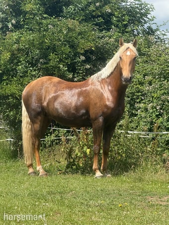 "Hugo" Palomino Gelding All Rounder