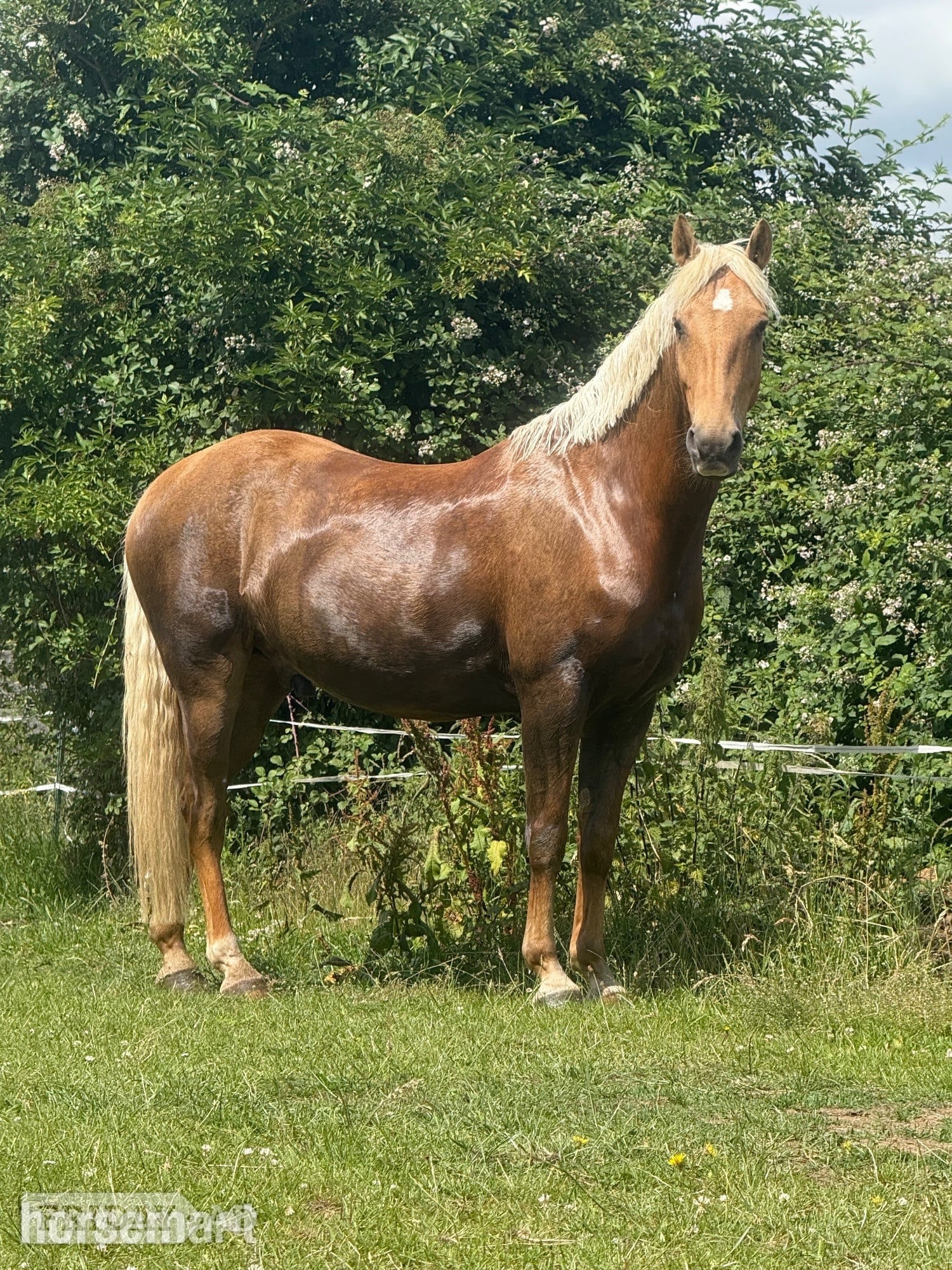"Hugo" Palomino Gelding All Rounder in Ipswich