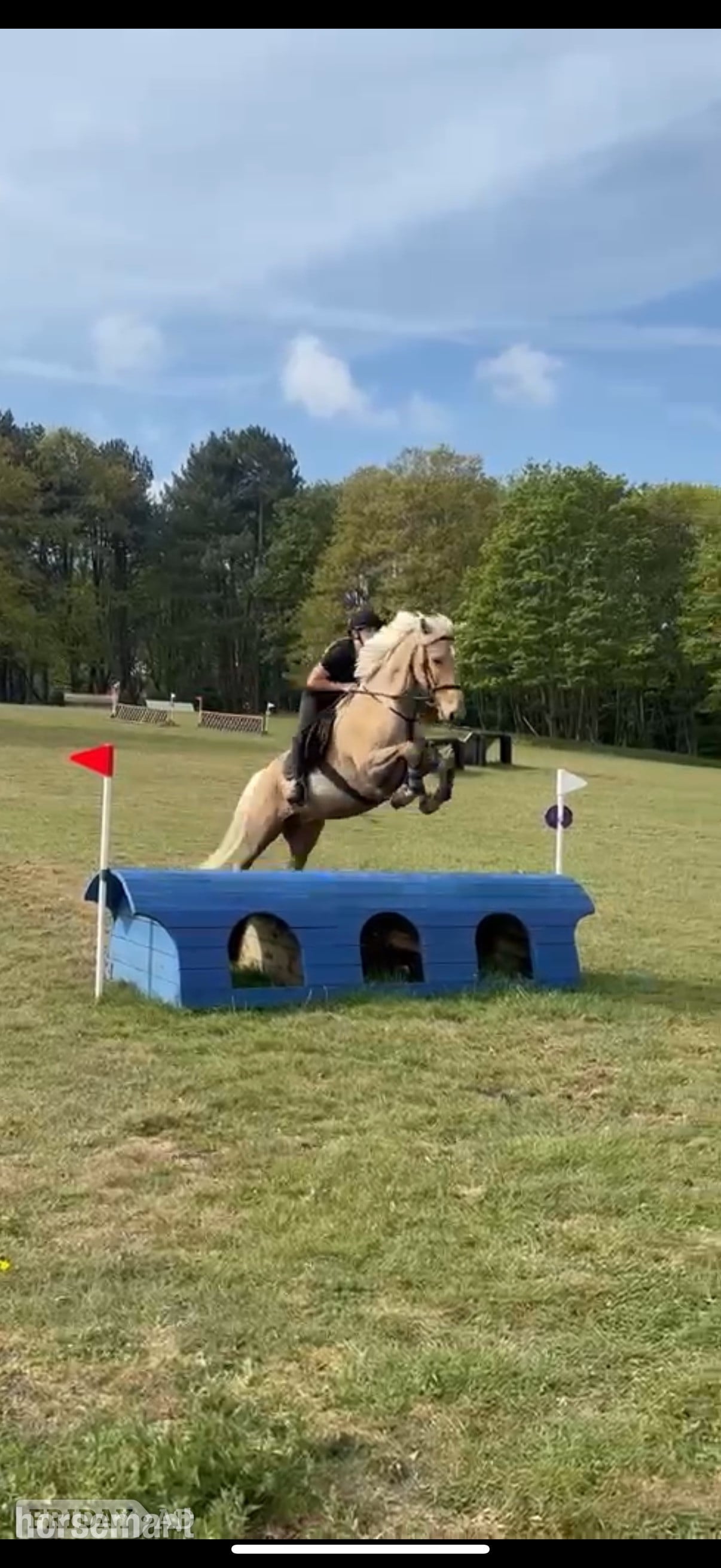 "Hugo" Palomino Gelding All Rounder