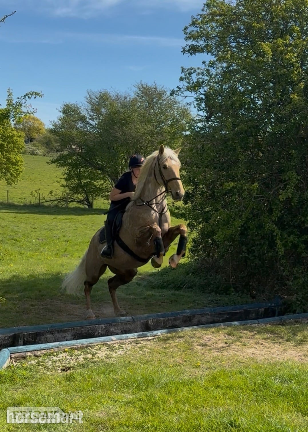 Ipswich "Hugo" Palomino Gelding All Rounder