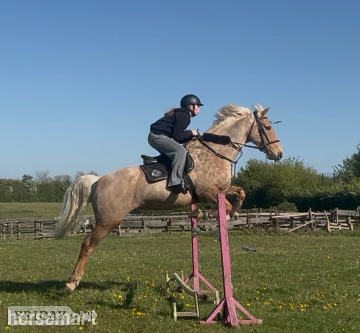 "Hugo" Palomino Gelding All Rounder - Horses in Ipswich