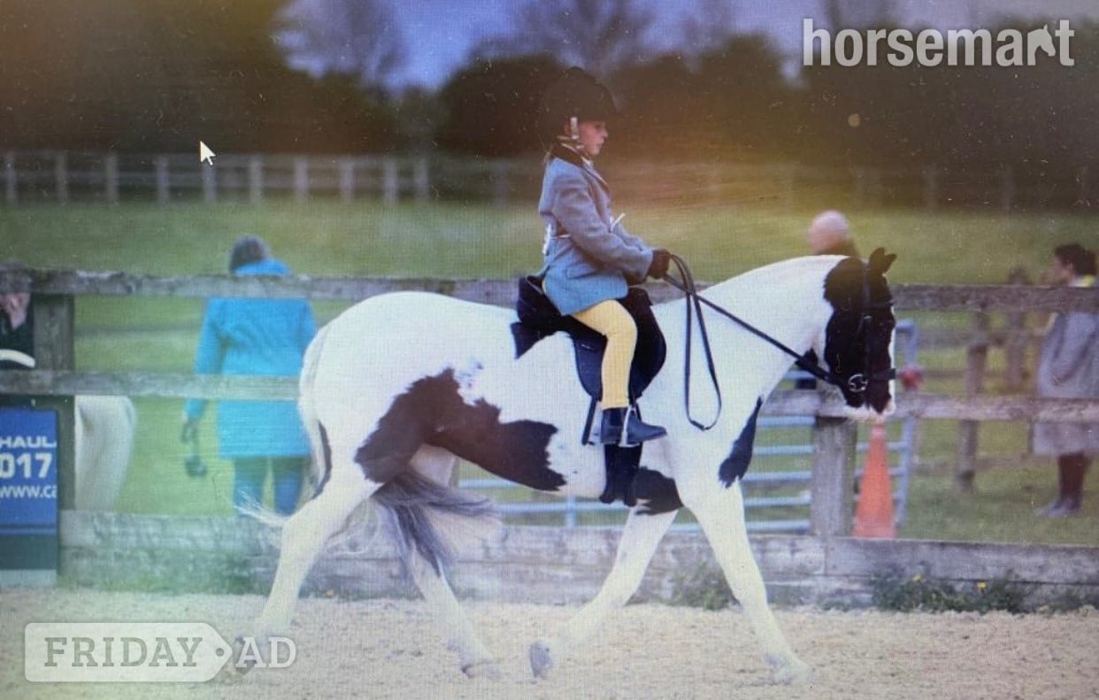 "Matilda " Piebald Mare Lead Rein/First Ridden Pony in Leeds