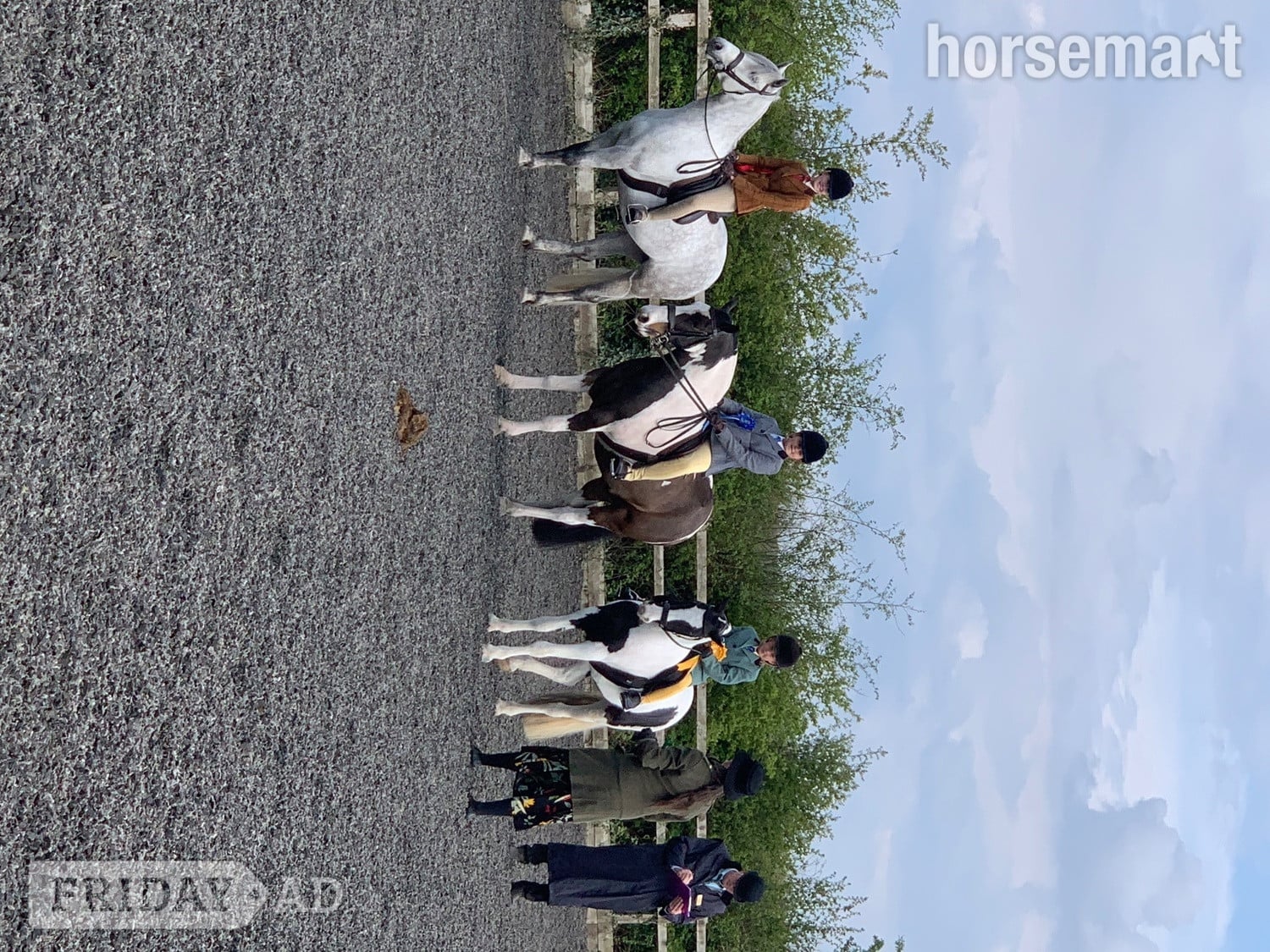 Leeds "Matilda " Piebald Mare Lead Rein/First Ridden Pony