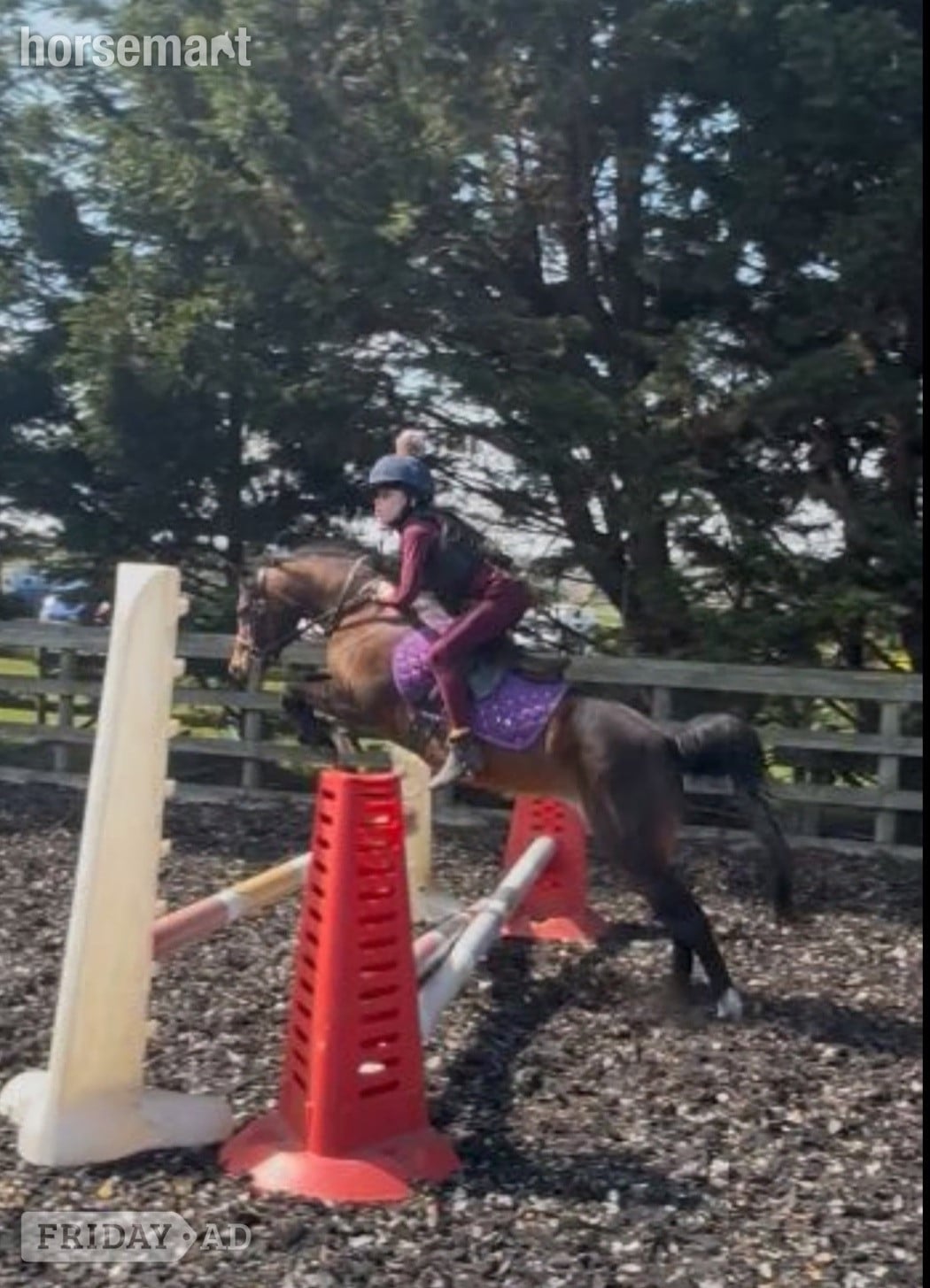 "Poppy" Bay Mare All Rounder in Redcar