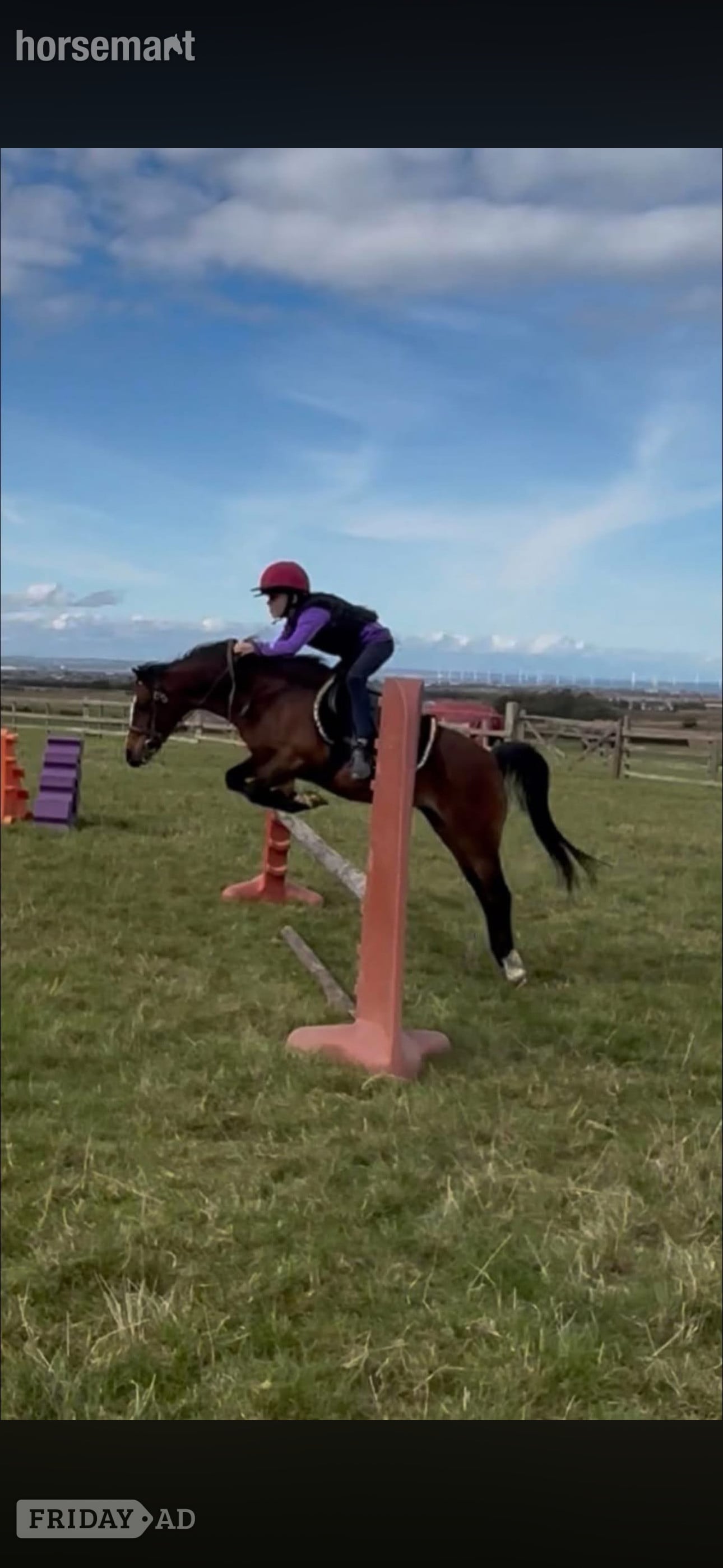 "Poppy" Bay Mare All Rounder