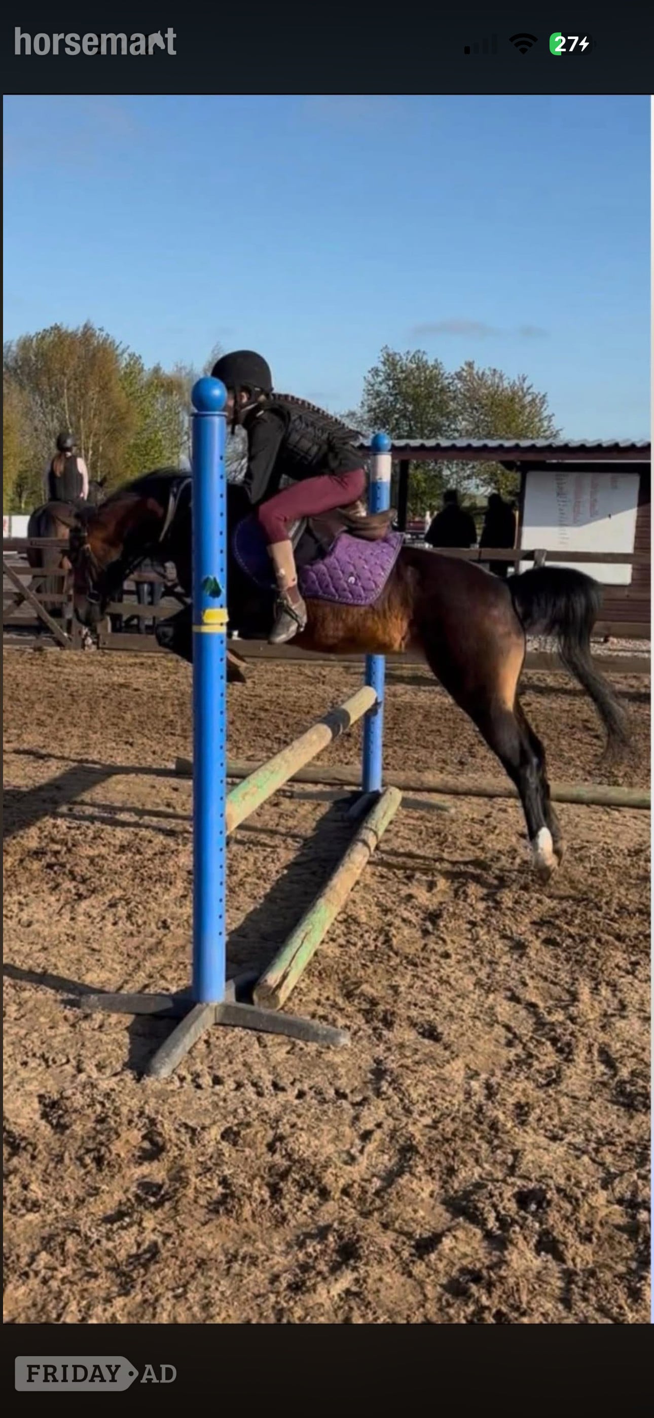 Redcar "Poppy" Bay Mare All Rounder