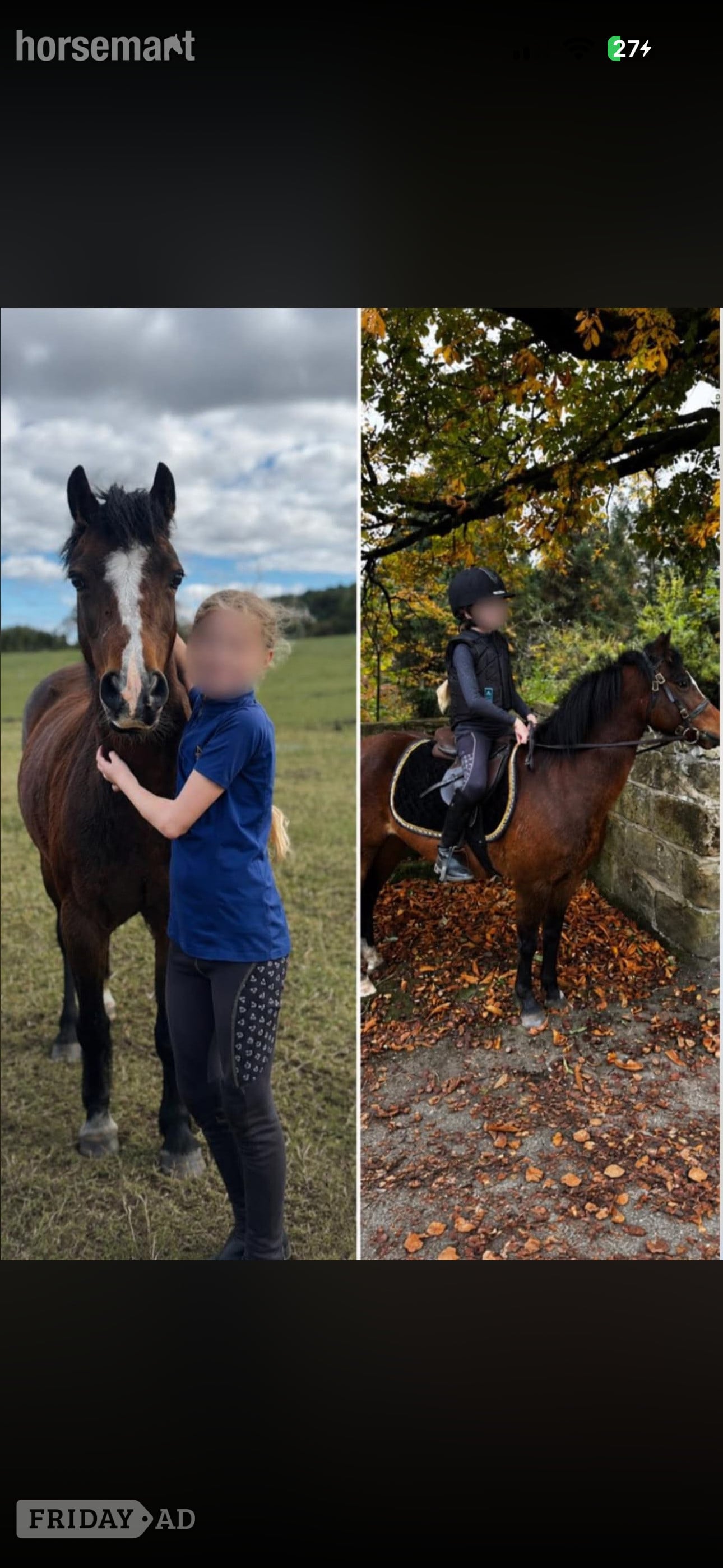 "Poppy" Bay Mare All Rounder - Horses in Redcar