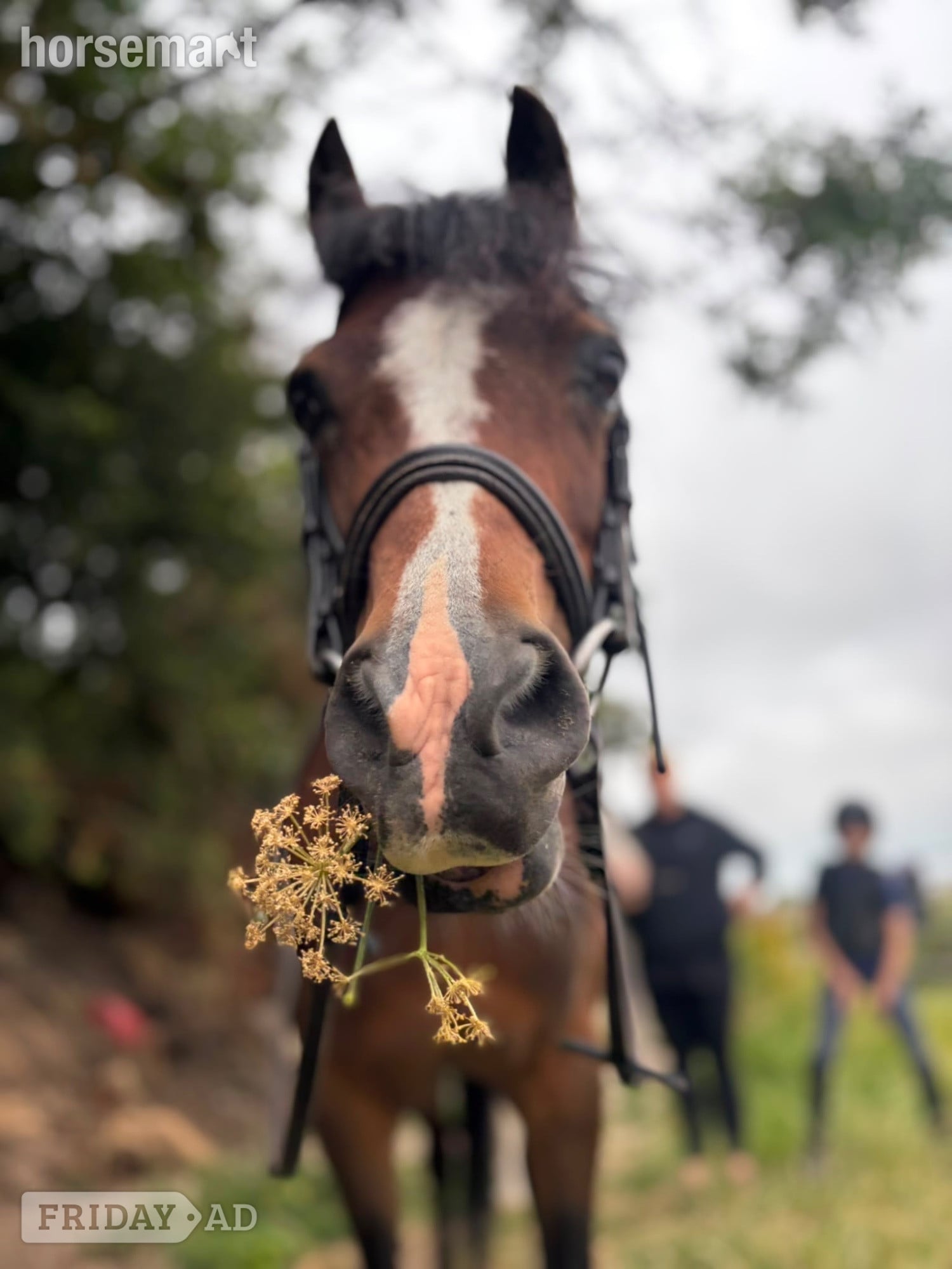 "Poppy" Bay Mare All Rounder - Horses