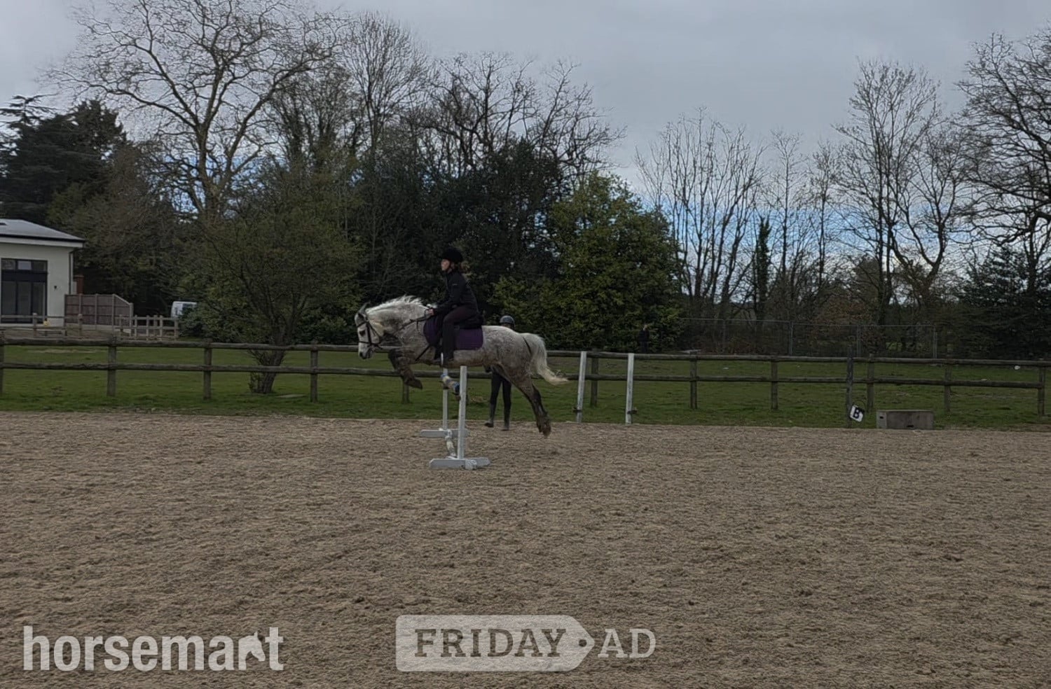 "Rose" Roan Mare All Rounder - Horses