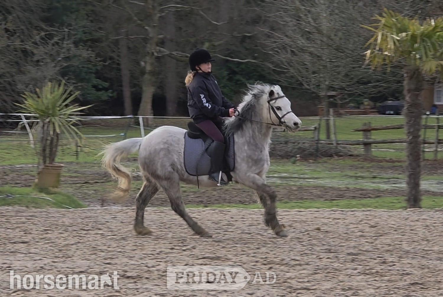 "Rose" Roan Mare All Rounder