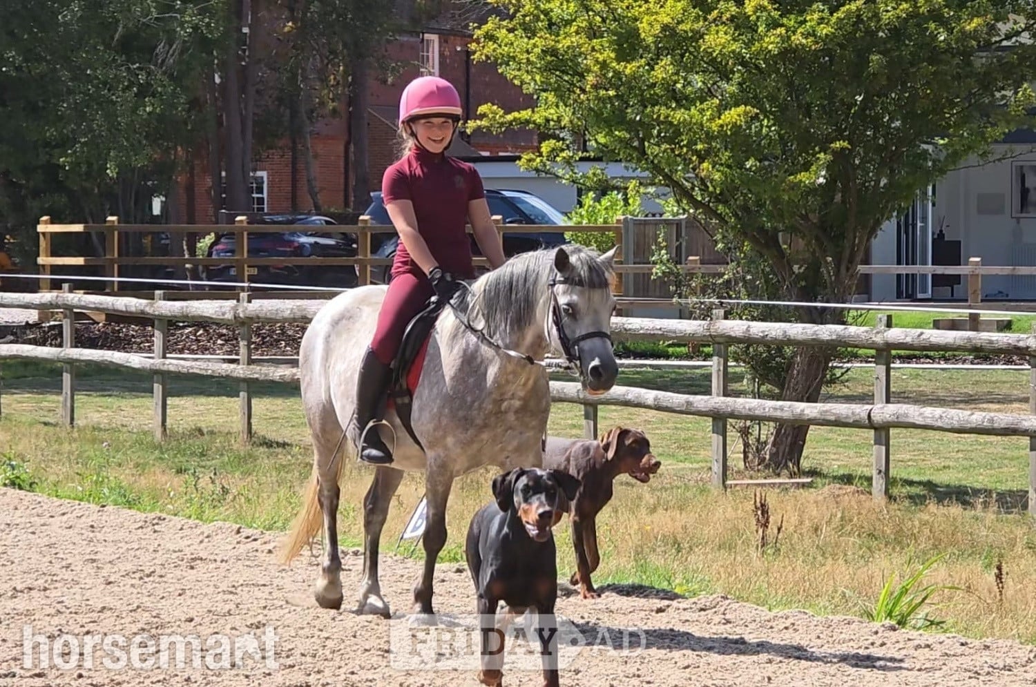 "Rose" Roan Mare All Rounder - Horses in Brentwood
