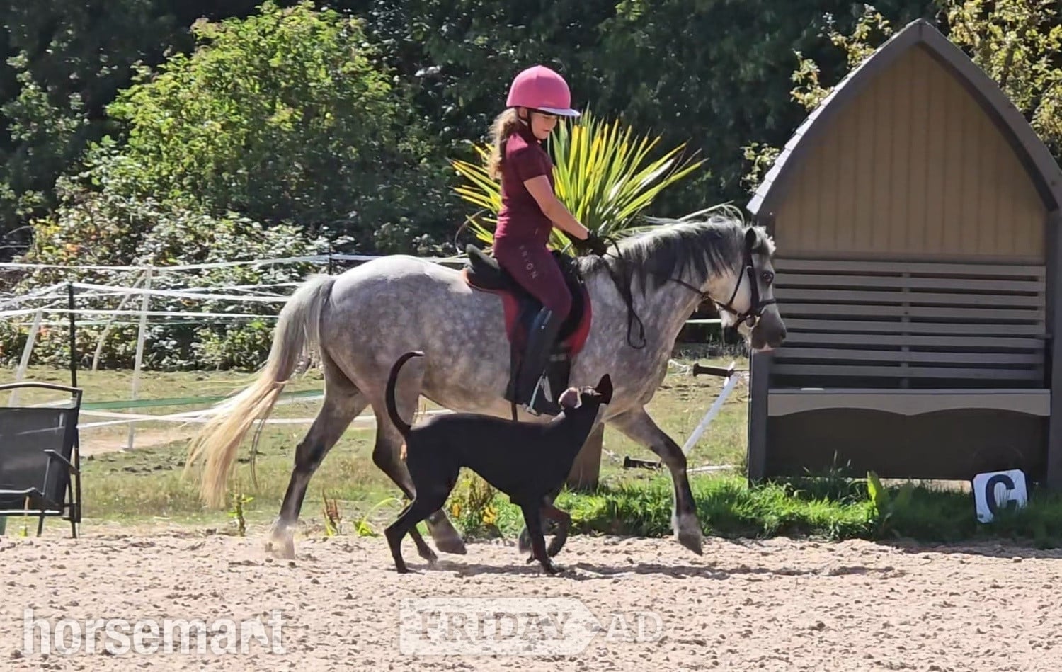 Brentwood "Rose" Roan Mare All Rounder