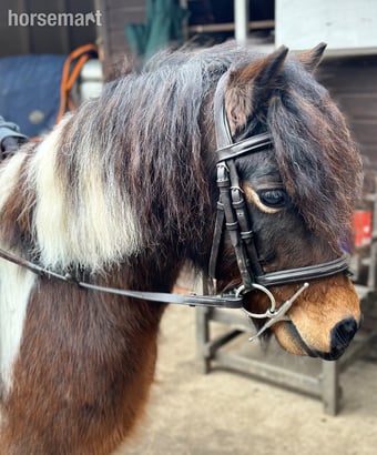 "Bertie " Skewbald Gelding Coloured