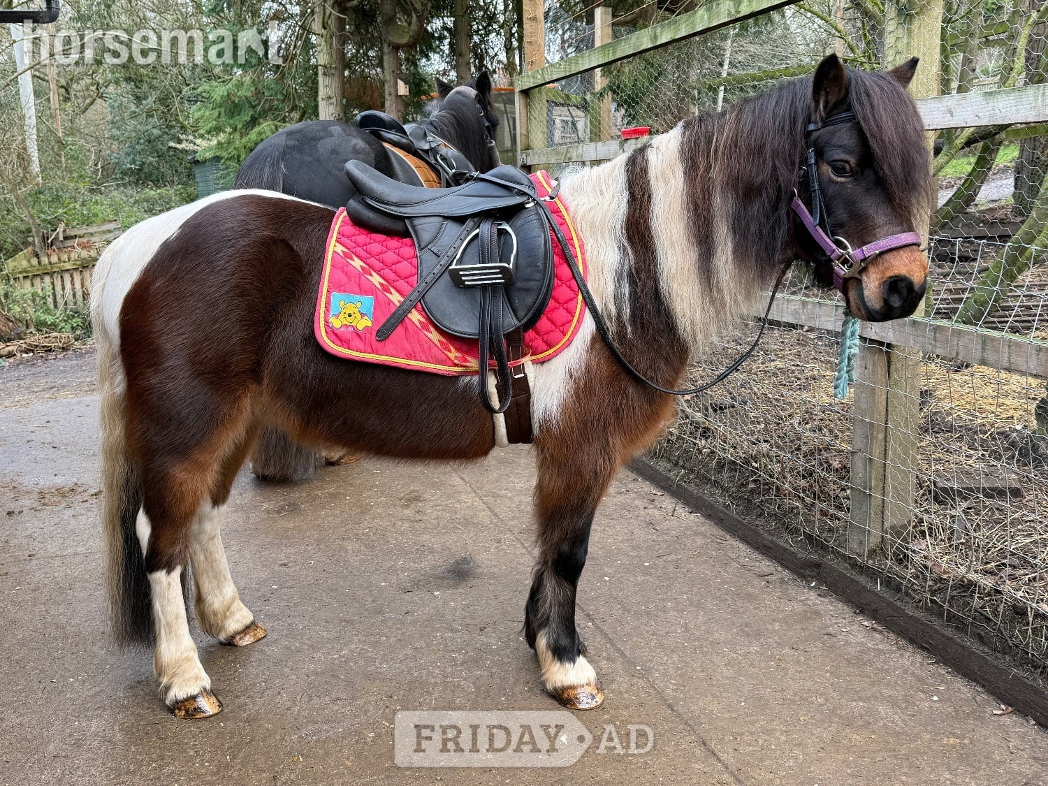 "Bertie " Skewbald Gelding Coloured