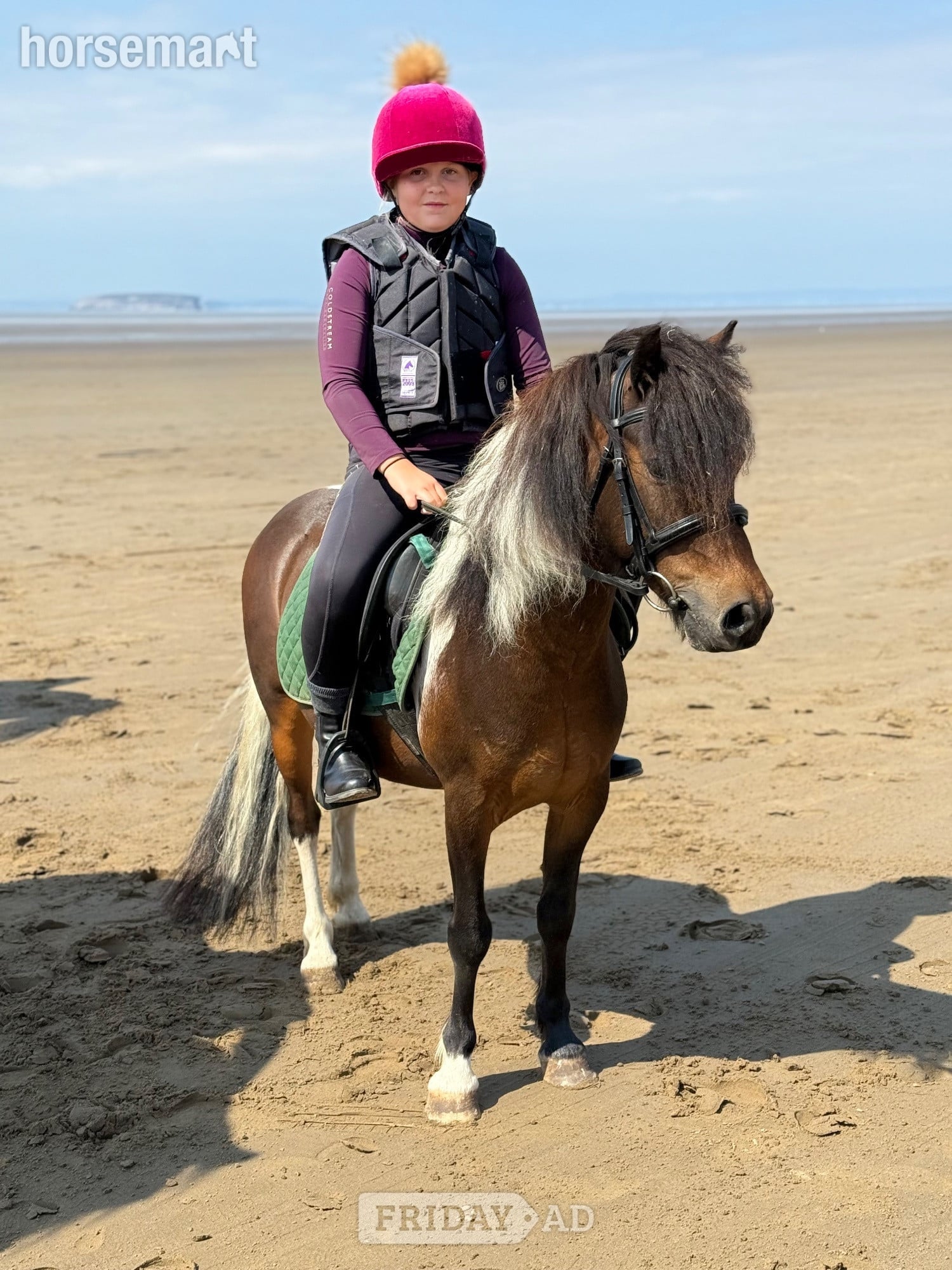 Astwood Bank "Bertie " Skewbald Gelding Coloured