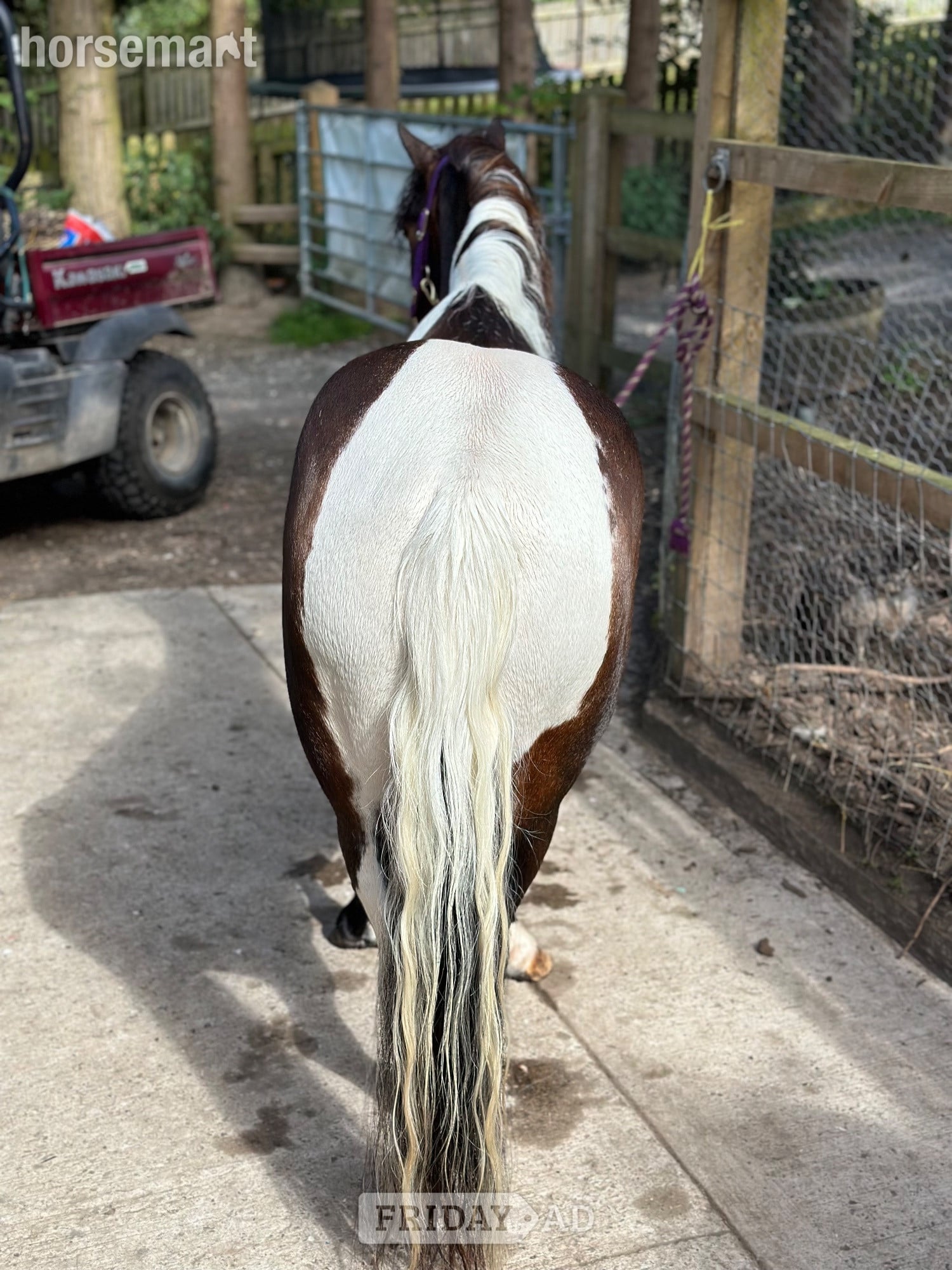 "Bertie " Skewbald Gelding Coloured - Horses in Astwood Bank