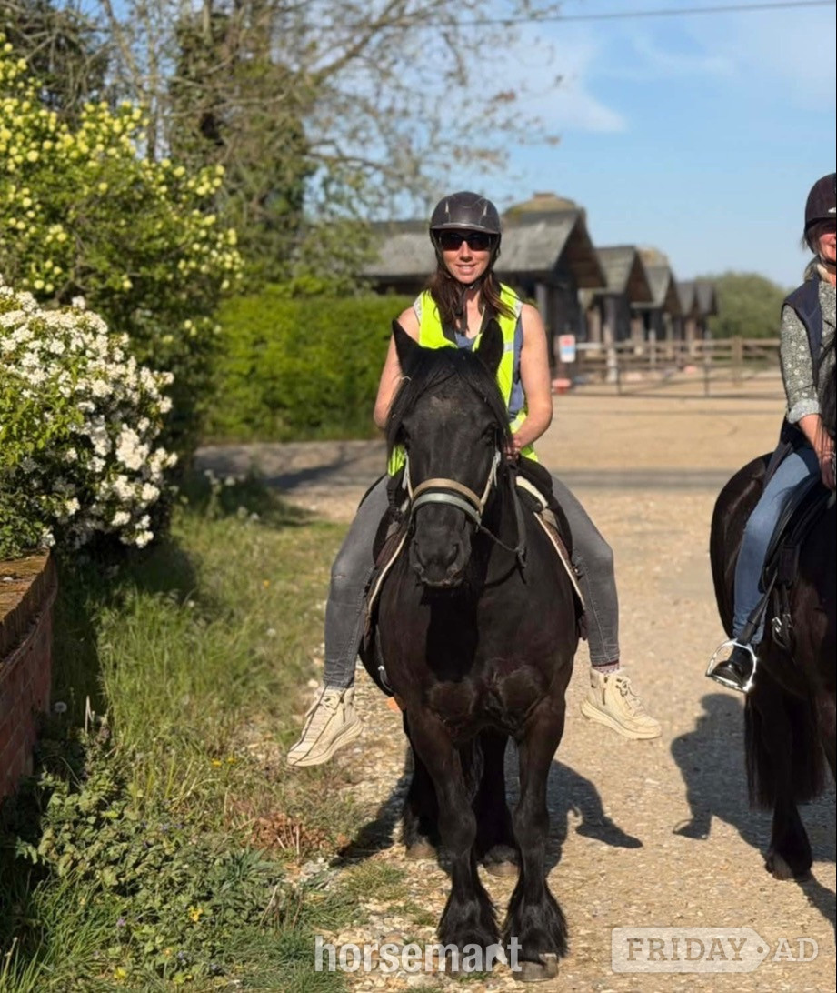 "Aurora (Rackwood Isobel)" Black Mare Family Horse in Southburgh
