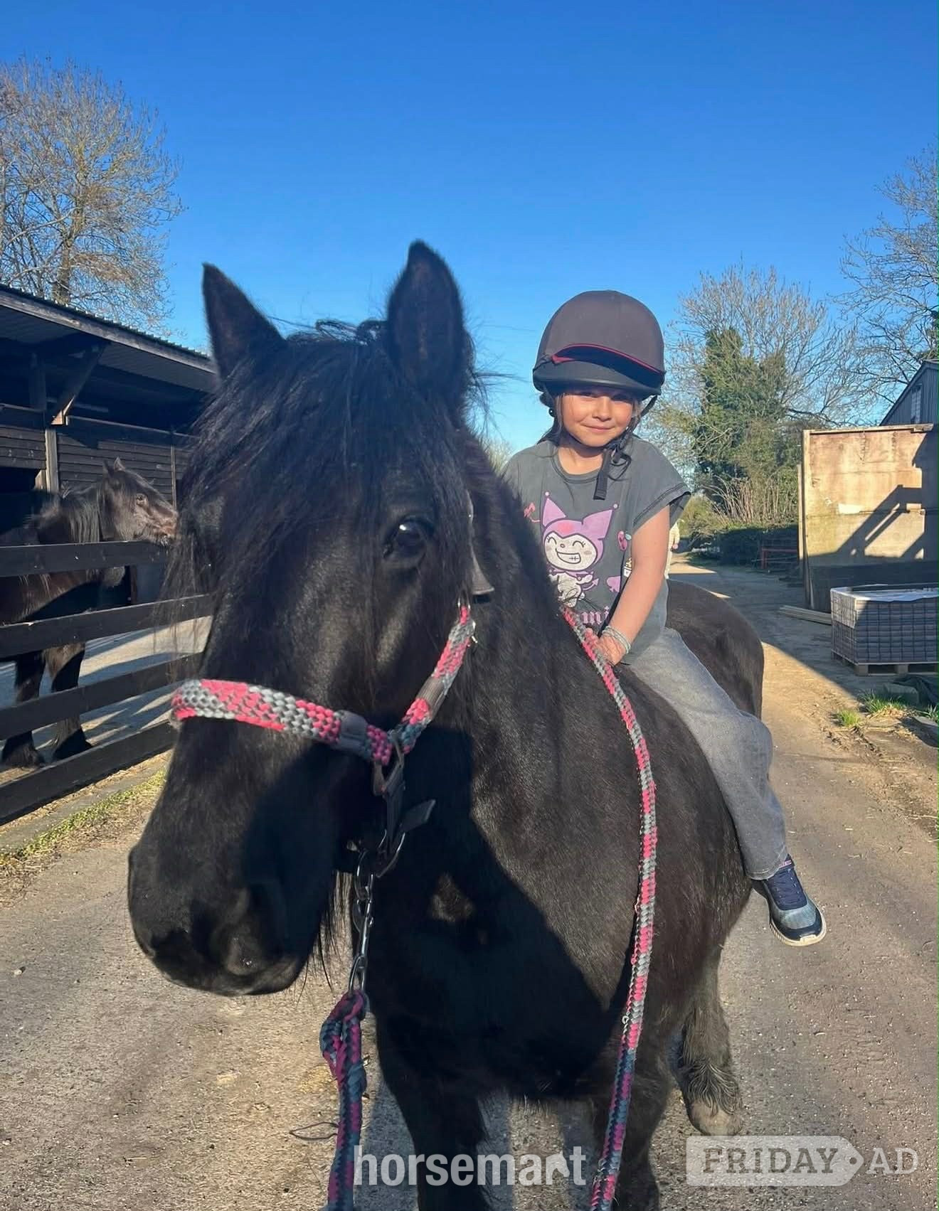 "Aurora (Rackwood Isobel)" Black Mare Family Horse
