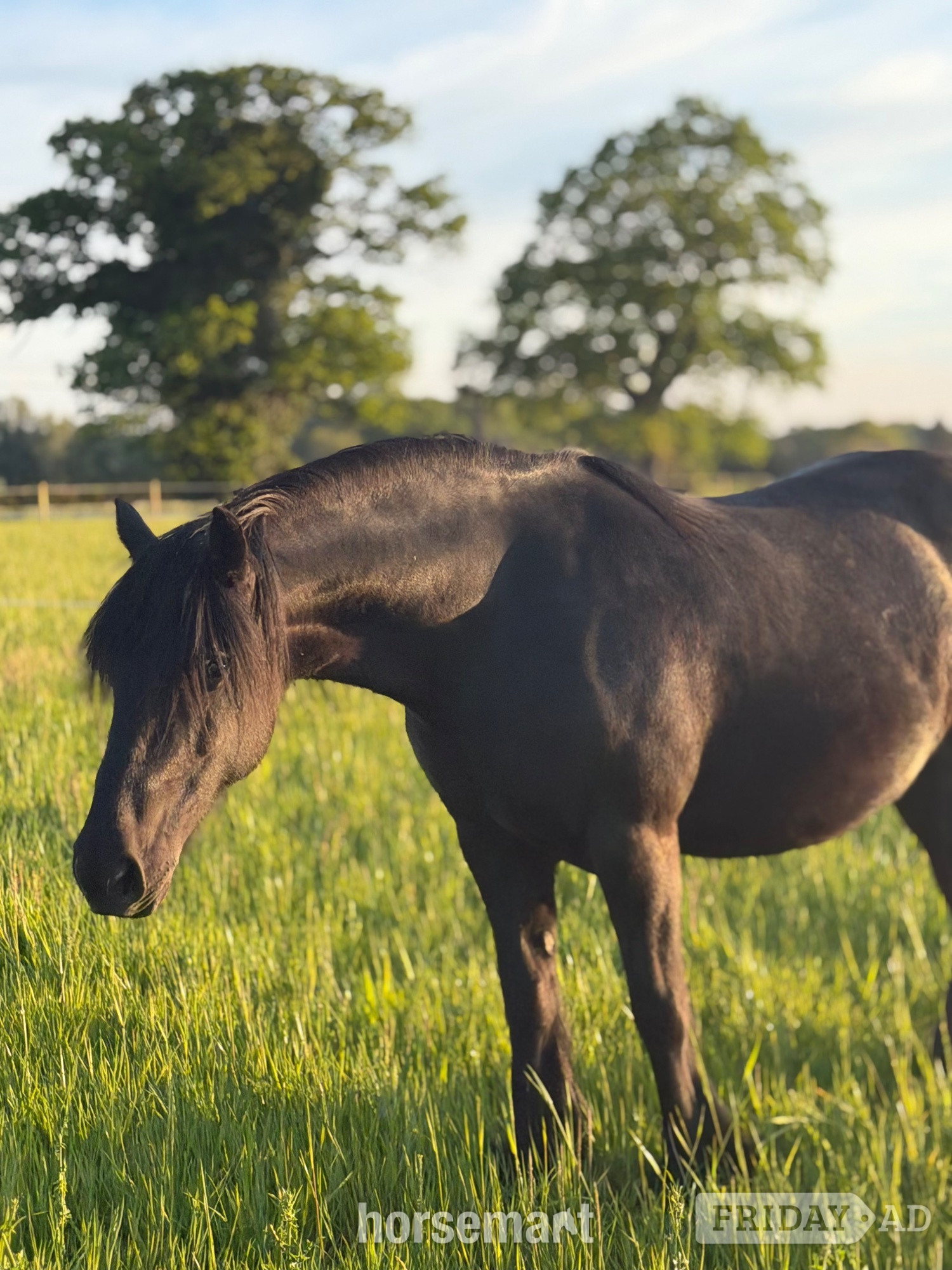 Southburgh "Aurora (Rackwood Isobel)" Black Mare Family Horse