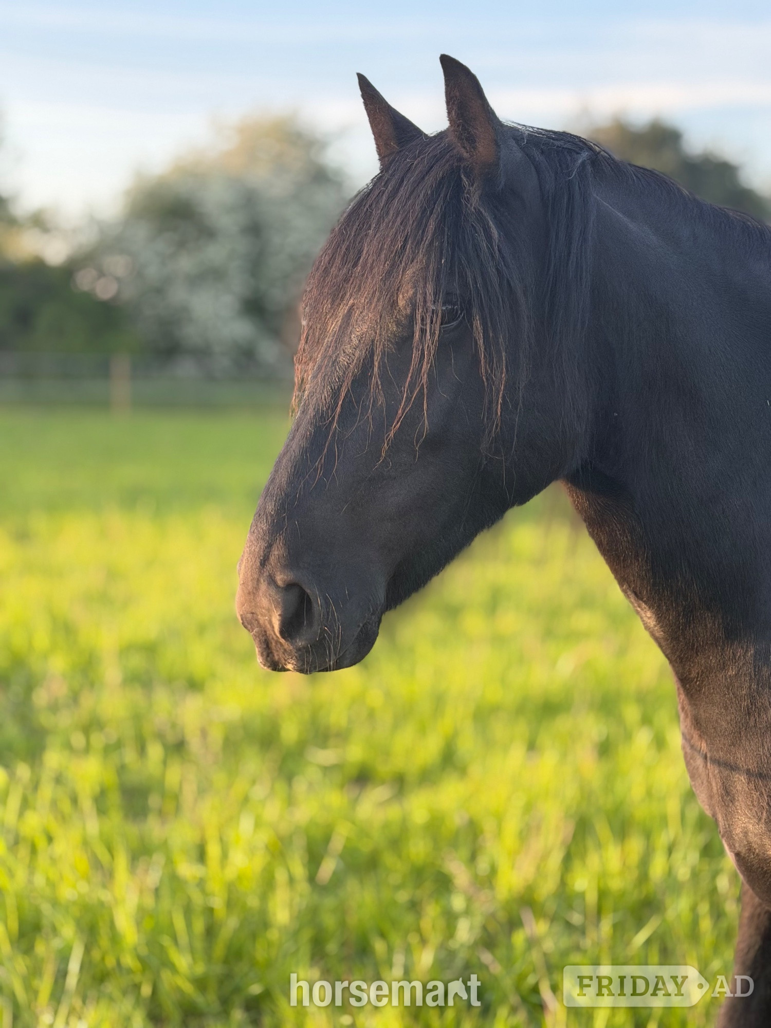 "Aurora (Rackwood Isobel)" Black Mare Family Horse - Horses