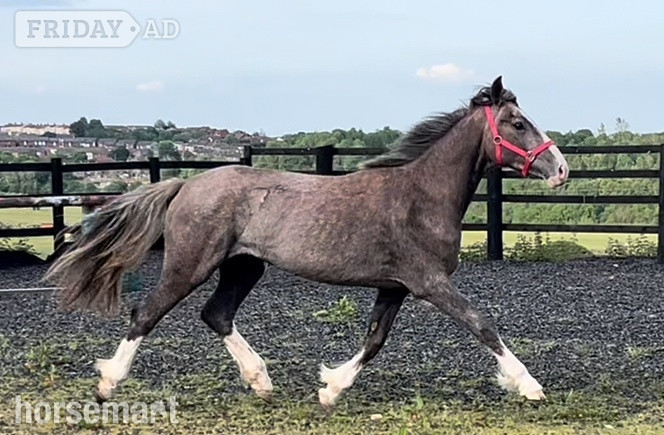 Leeds " 2 Yrs  Draught x Connemara To Make 16hh " Grey Filly Young Sport Horse