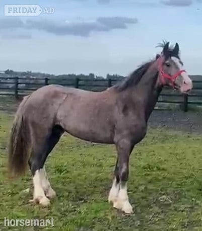 " 2 Yrs  Draught x Connemara To Make 16hh " Grey Filly Young Sport Horse in Leeds