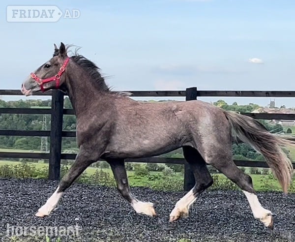" 2 Yrs  Draught x Connemara To Make 16hh " Grey Filly Young Sport Horse