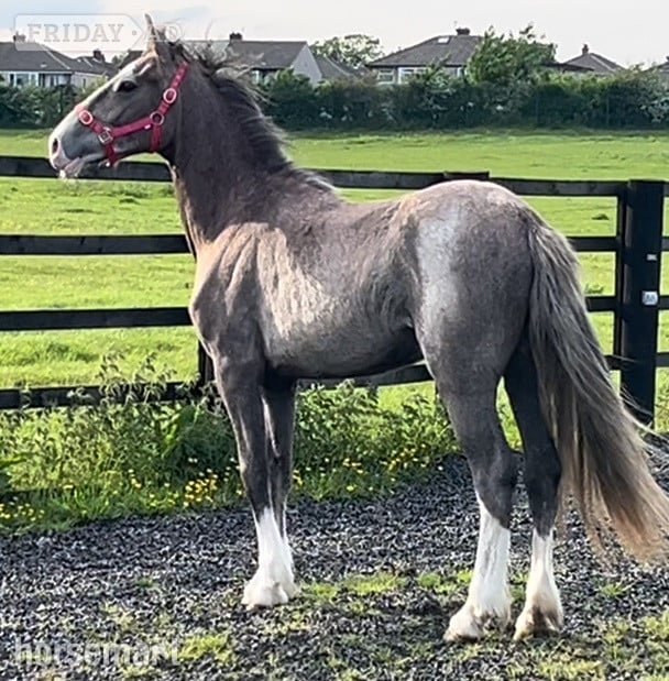 " 2 Yrs  Draught x Connemara To Make 16hh " Grey Filly Young Sport Horse - Horses in Leeds