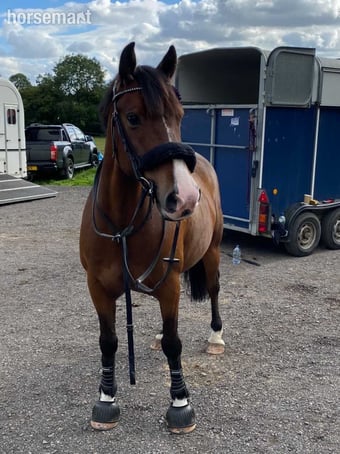 "lloyd " Bay Gelding All Rounder