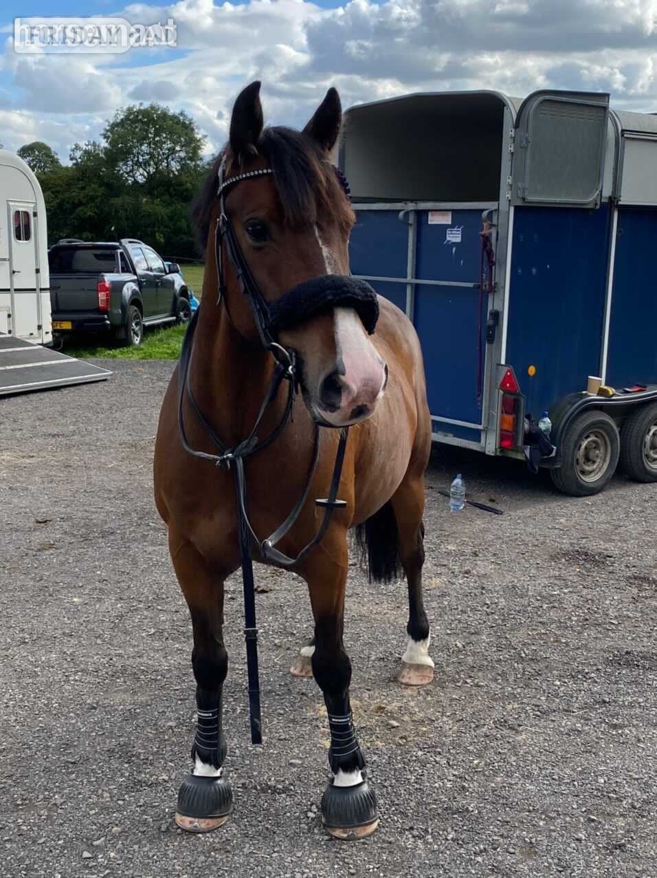 "lloyd " Bay Gelding All Rounder in Leicester Forest East