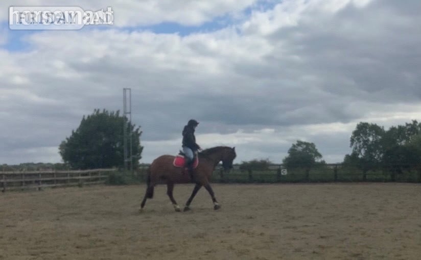 "lloyd " Bay Gelding All Rounder - Horses in Leicester Forest East