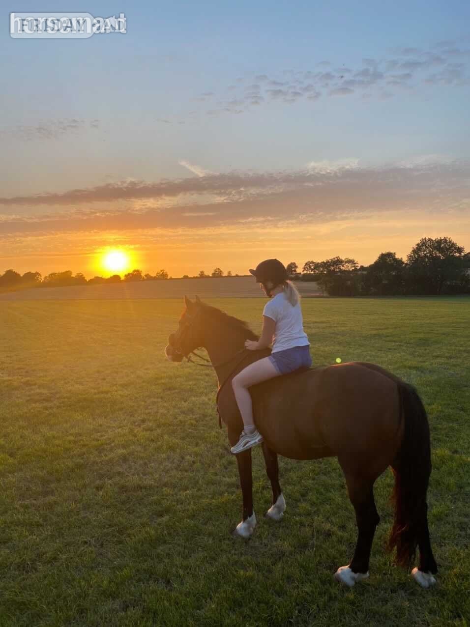 "lloyd " Bay Gelding All Rounder - Horses