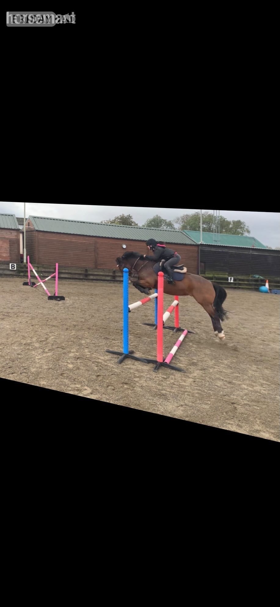 "lloyd " Bay Gelding All Rounder