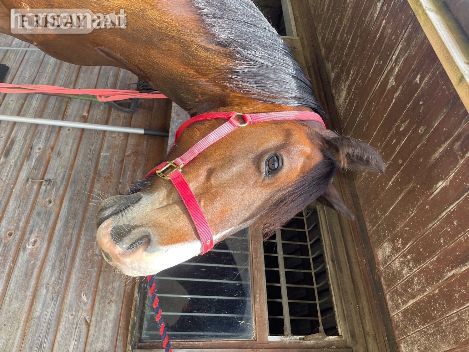 Leicester Forest East "lloyd " Bay Gelding All Rounder