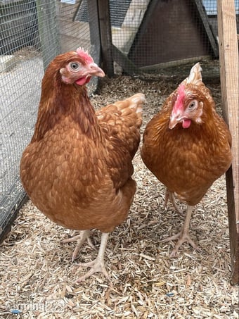 Quality Hybrid Chickens at Point of lay