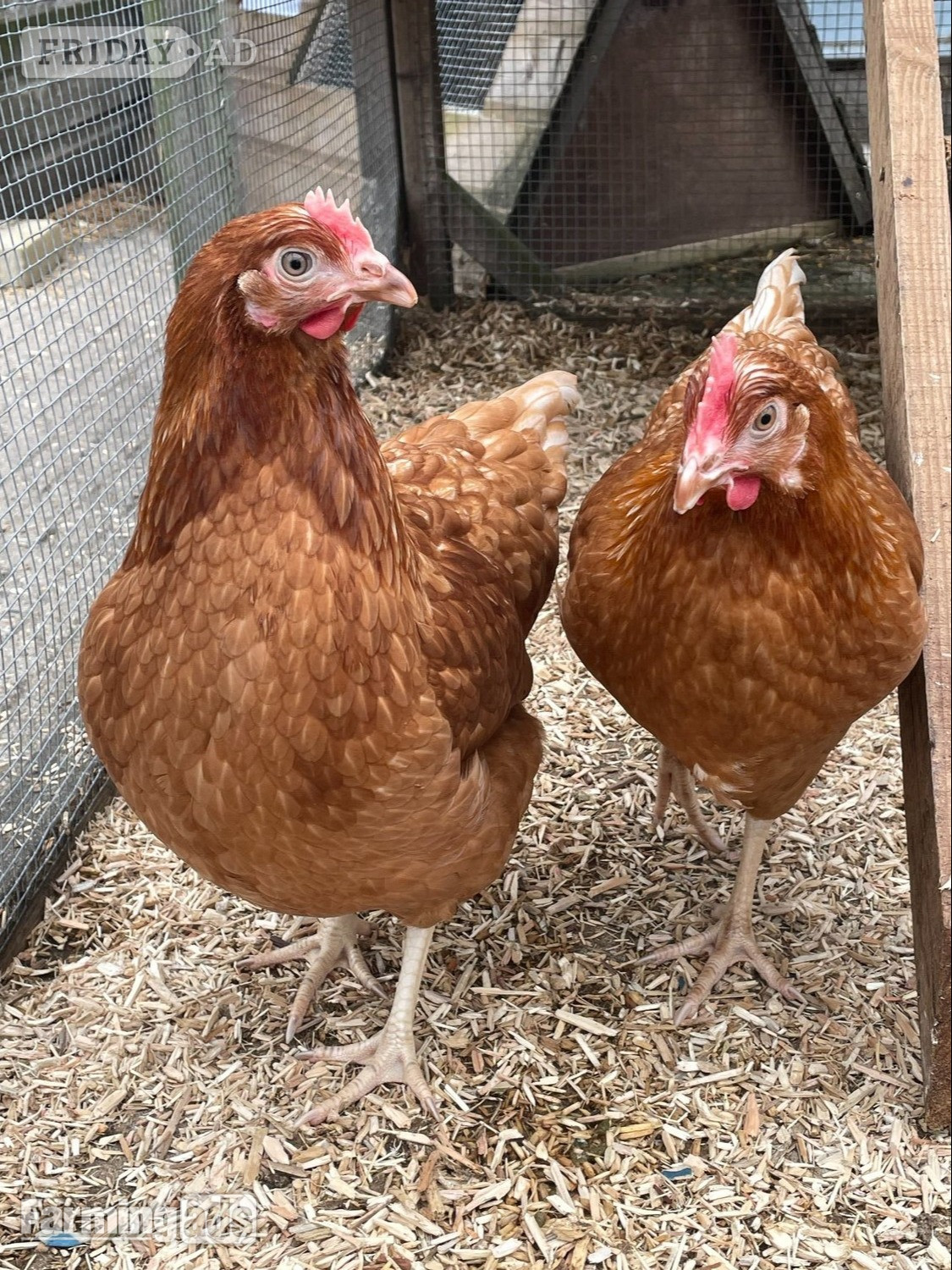 Quality Hybrid Chickens at Point of lay in Ashurst