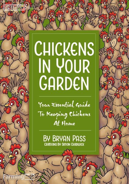 Ashurst Quality Hybrid Chickens at Point of lay