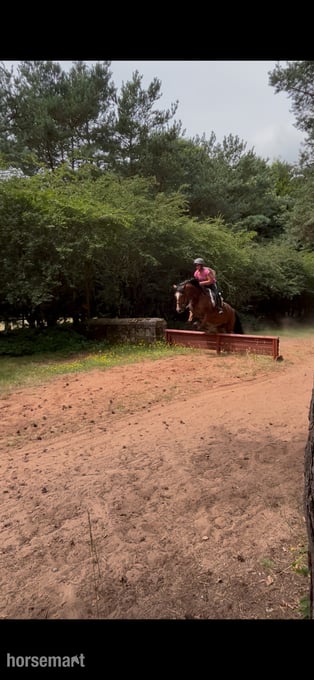 "Pantyfid regrett (.Reggie)" Bay Gelding All Rounder