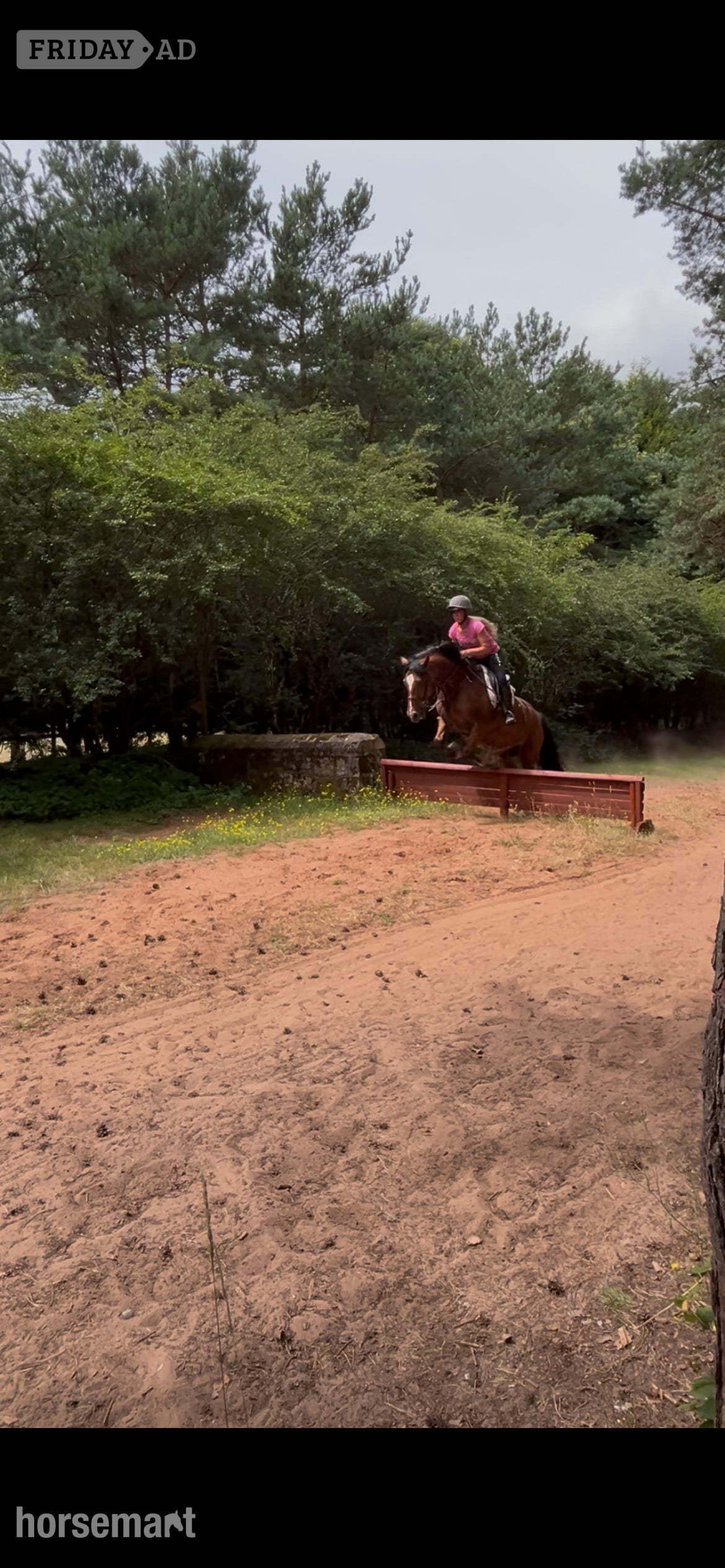 "Pantyfid regrett (.Reggie)" Bay Gelding All Rounder in Kidderminster