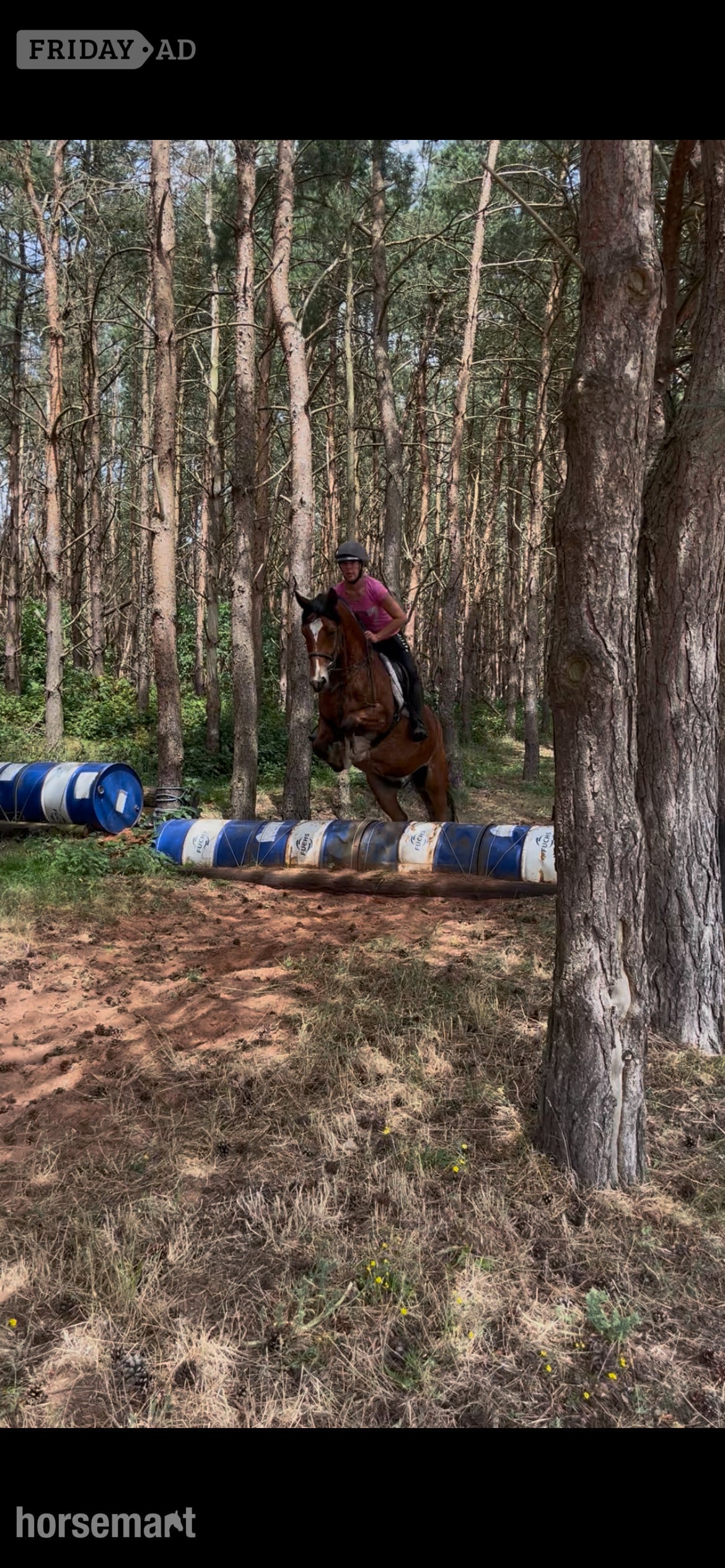 "Pantyfid regrett (.Reggie)" Bay Gelding All Rounder