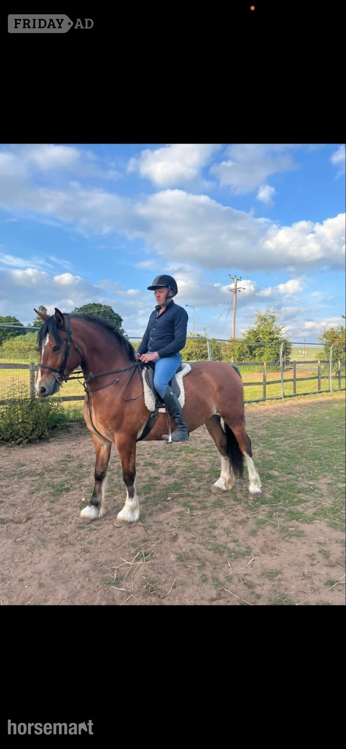 Kidderminster "Pantyfid regrett (.Reggie)" Bay Gelding All Rounder