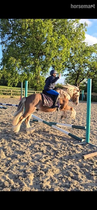 "Buddy ( Smiths Freddie)" Chestnut Roan Gelding Project Horse