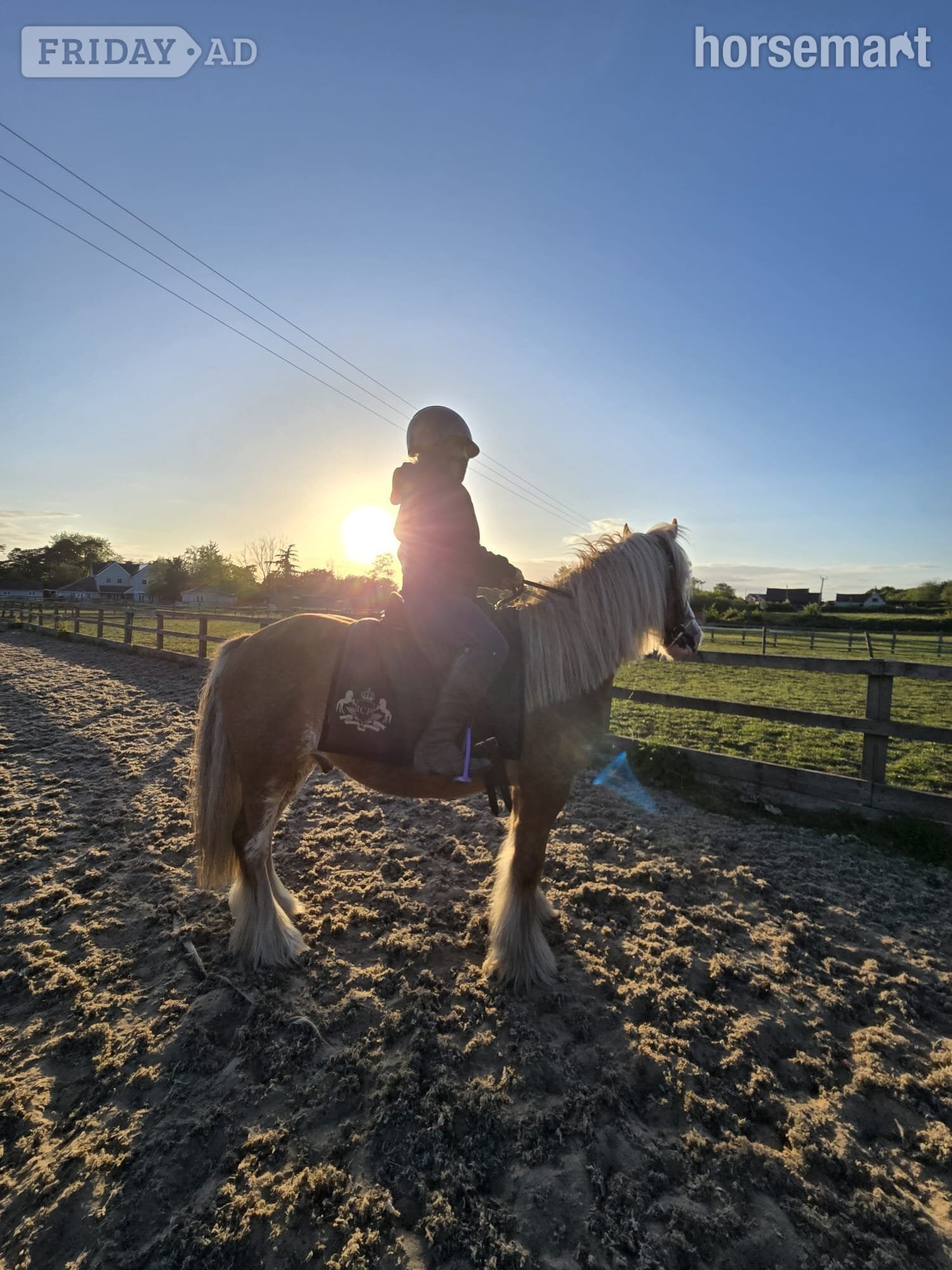 "Buddy ( Smiths Freddie)" Chestnut Roan Gelding Project Horse