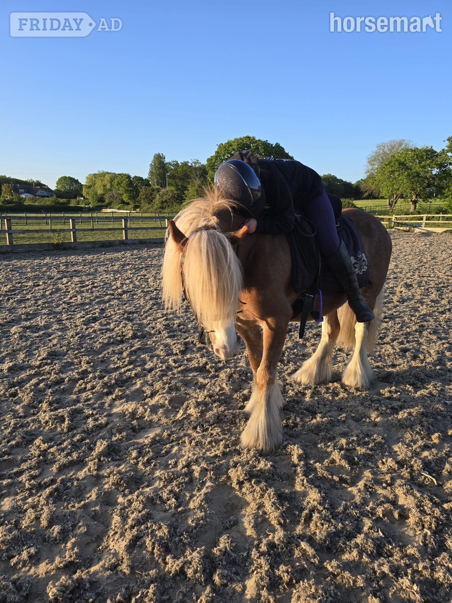Epping "Buddy ( Smiths Freddie)" Chestnut Roan Gelding Project Horse