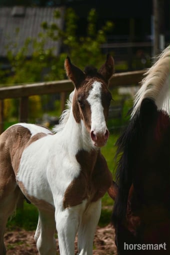"Springtyme Gilded Cloud " Tobiano Colt Youngstock / Foal