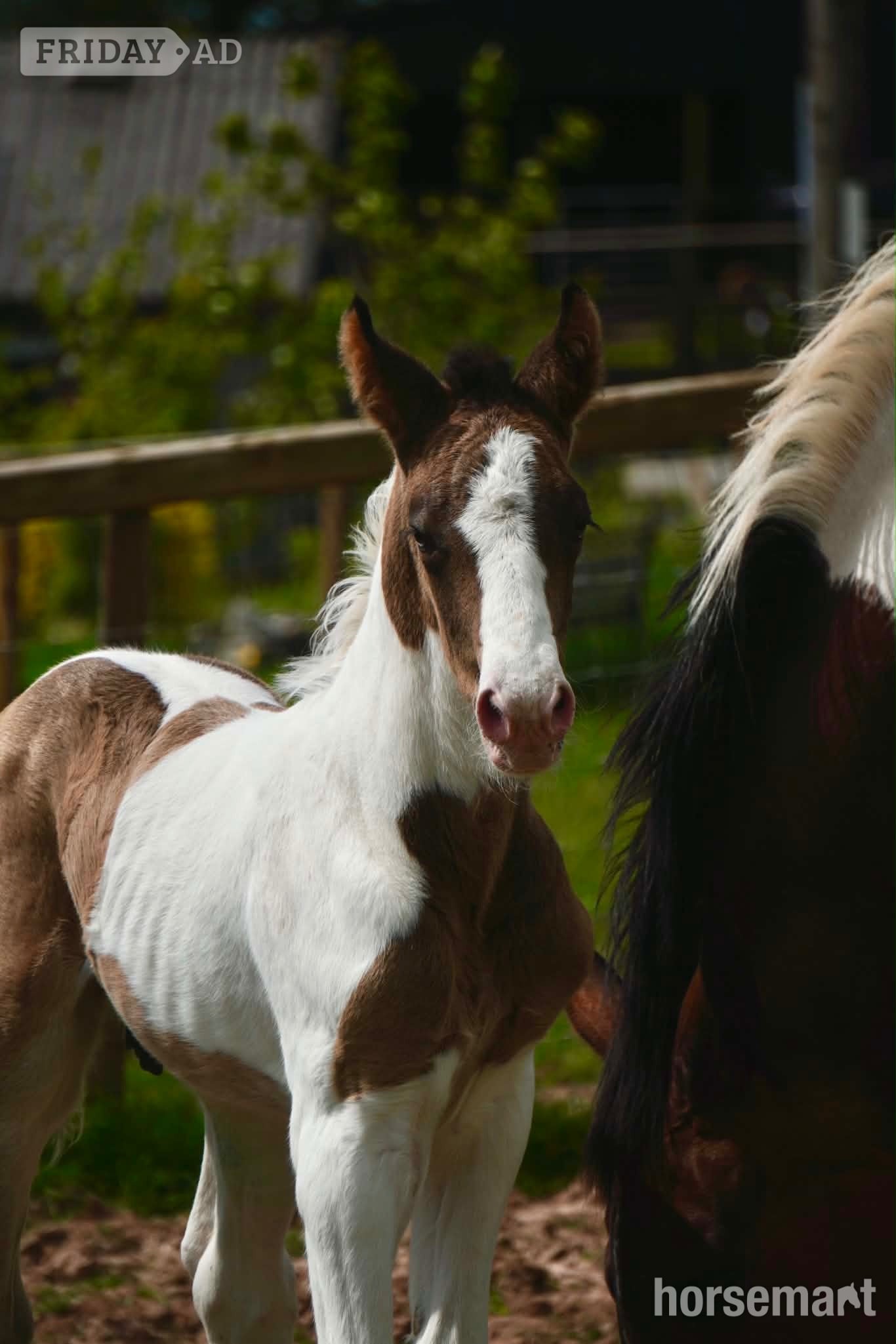 "Springtyme Gilded Cloud " Tobiano Colt Youngstock / Foal in Carmarthen
