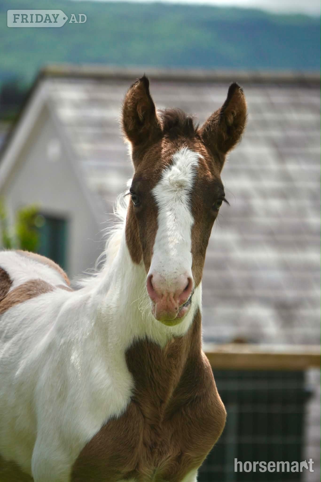"Springtyme Gilded Cloud " Tobiano Colt Youngstock / Foal
