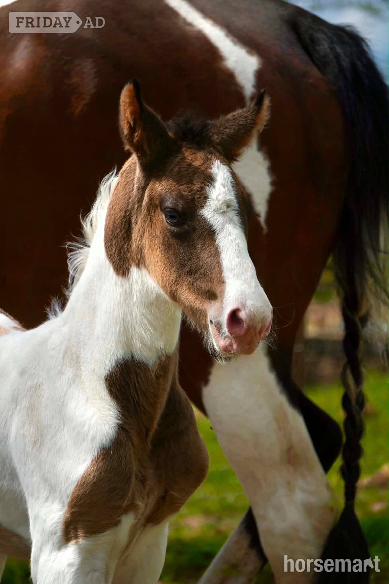 Carmarthen "Springtyme Gilded Cloud " Tobiano Colt Youngstock / Foal