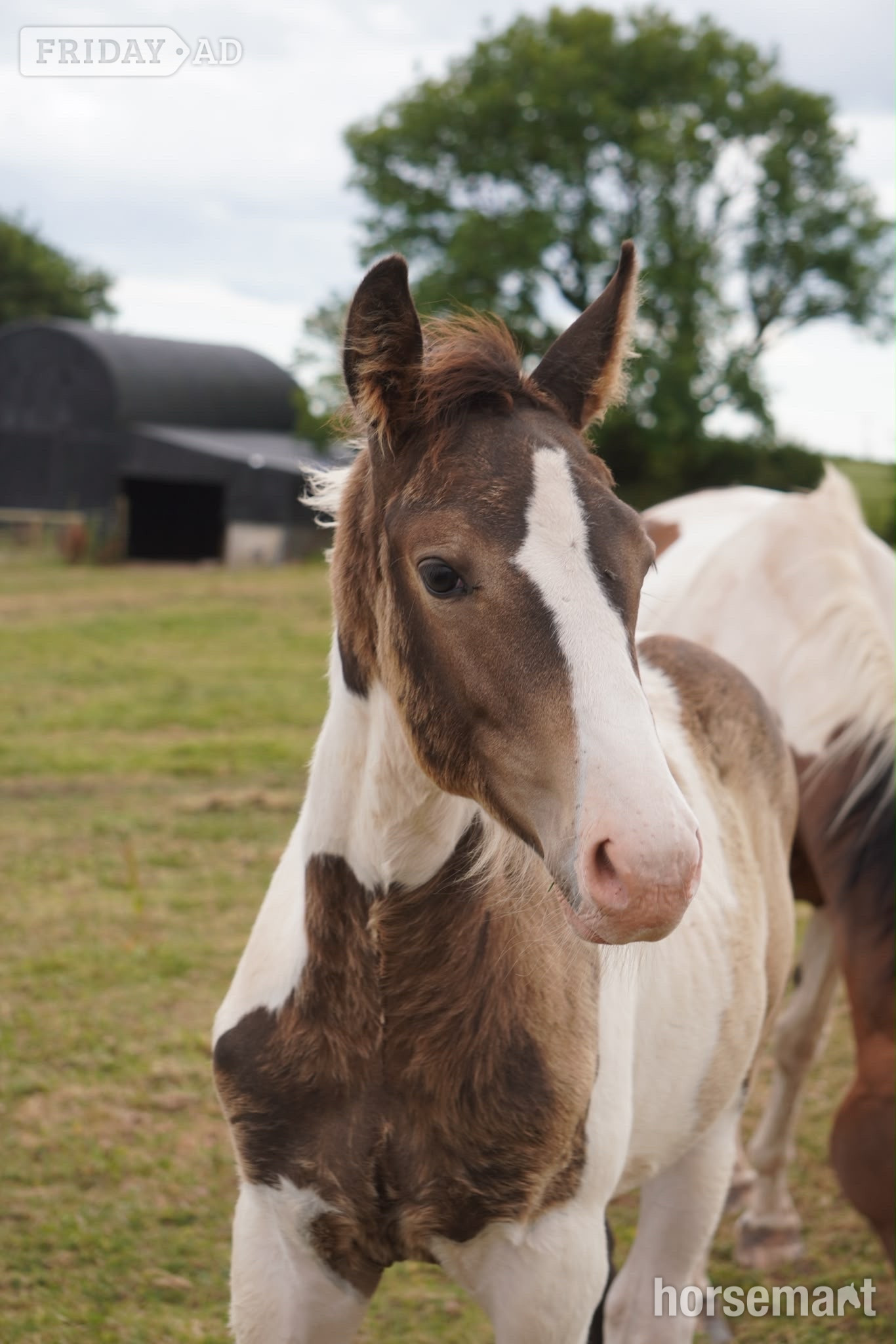 "Springtyme Gilded Cloud " Tobiano Colt Youngstock / Foal - Horses in Carmarthen